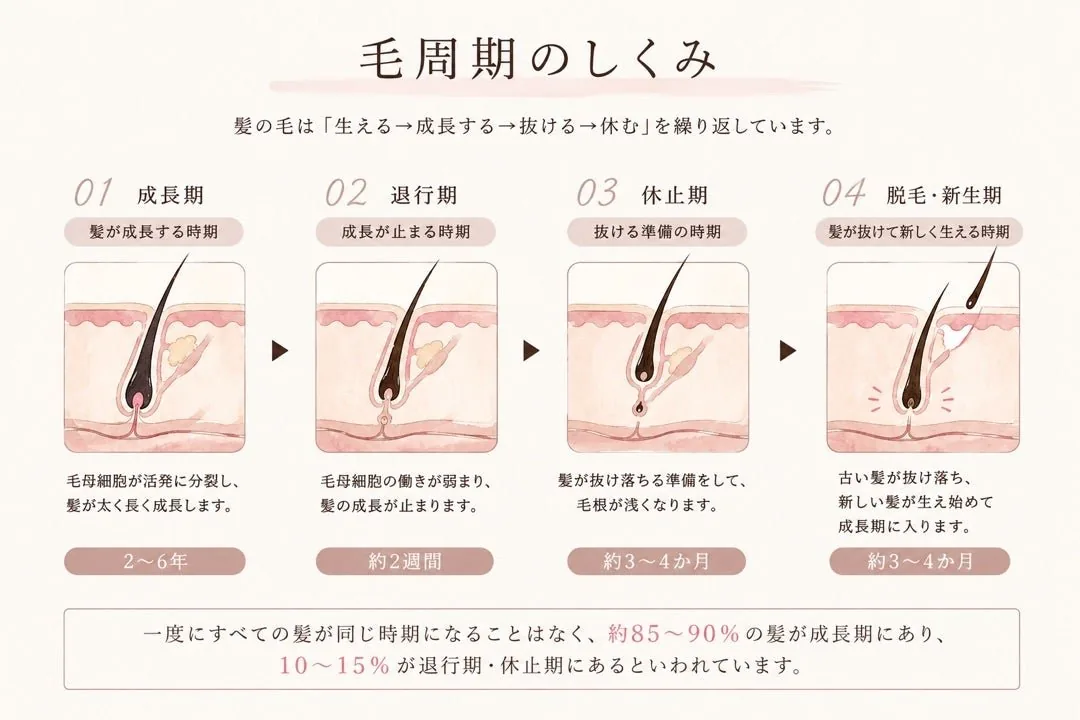 毛周期のしくみ。髪は成長期・退行期・休止期・脱毛と新生を繰り返します。